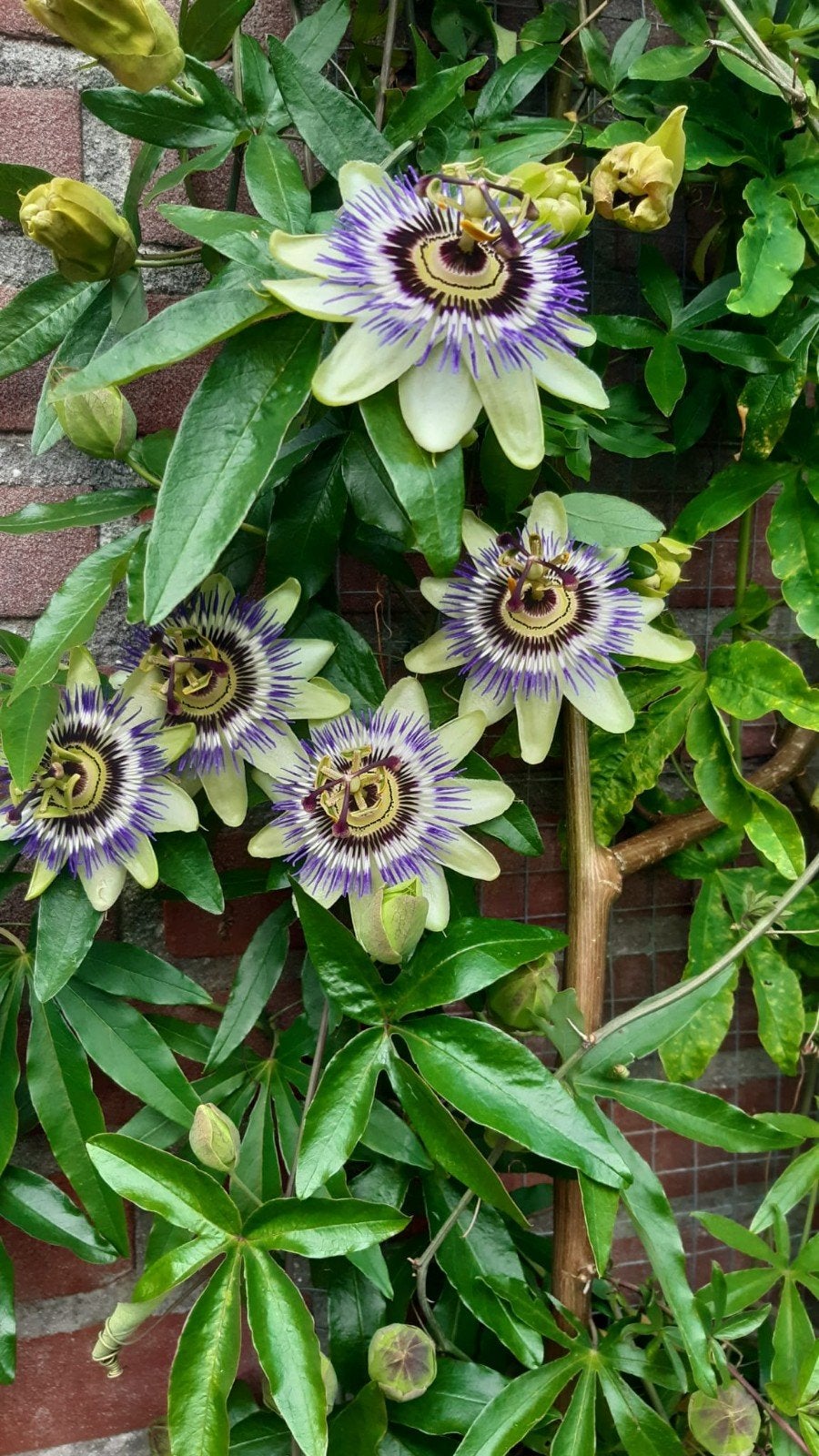 Stekjes van de passiebloem, Ophalen, Overige soorten, Minder dan 100 cm