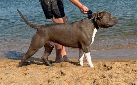 American stafford dekreu open for stud, Dieren en Toebehoren, Reu, 1 tot 2 jaar, Parvo, Eén hond