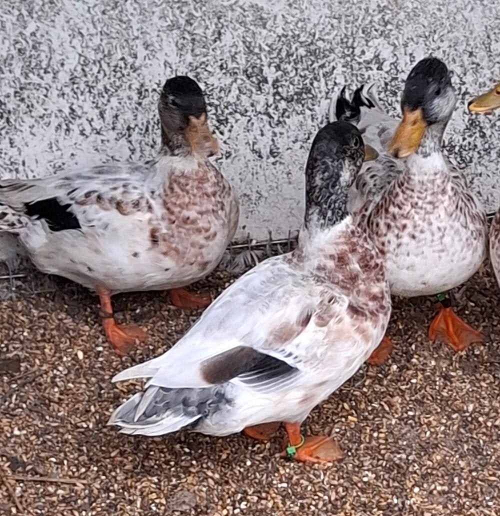 3 kwakers mannen meeskleur., Dieren en Toebehoren, Mannelijk, Eend
