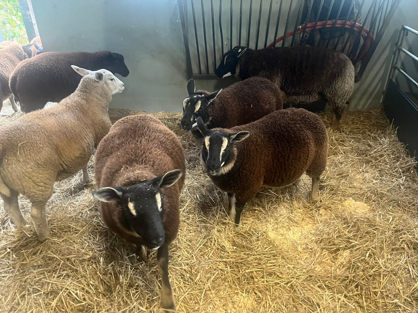 Mooie Dassenkop en eenkleurige lammeren., Meerdere dieren, Schaap