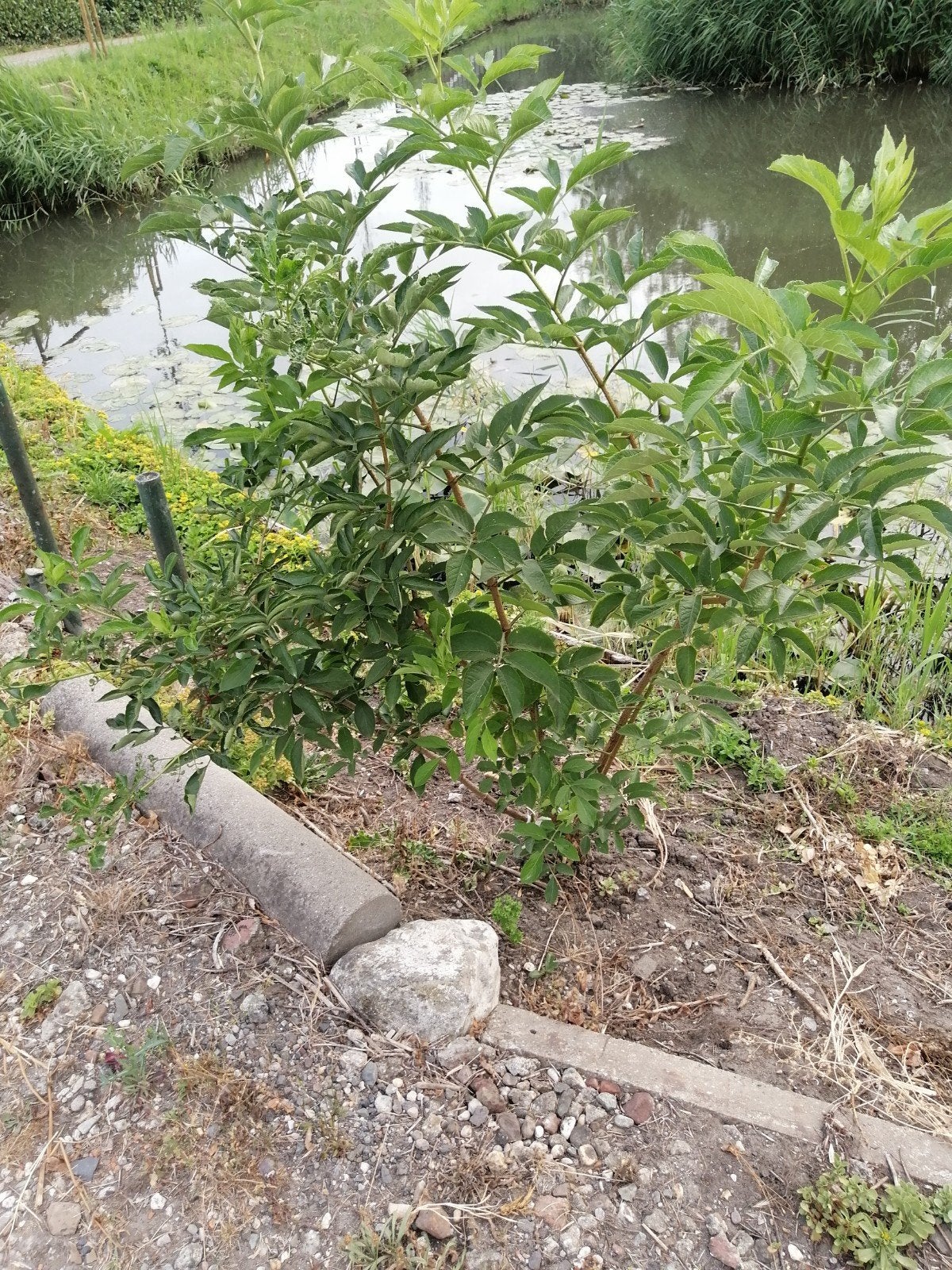 Sambucus nigra - Jonge Zwarte Vlierplant, Ophalen, Volle zon, Vaste plant, Zomer