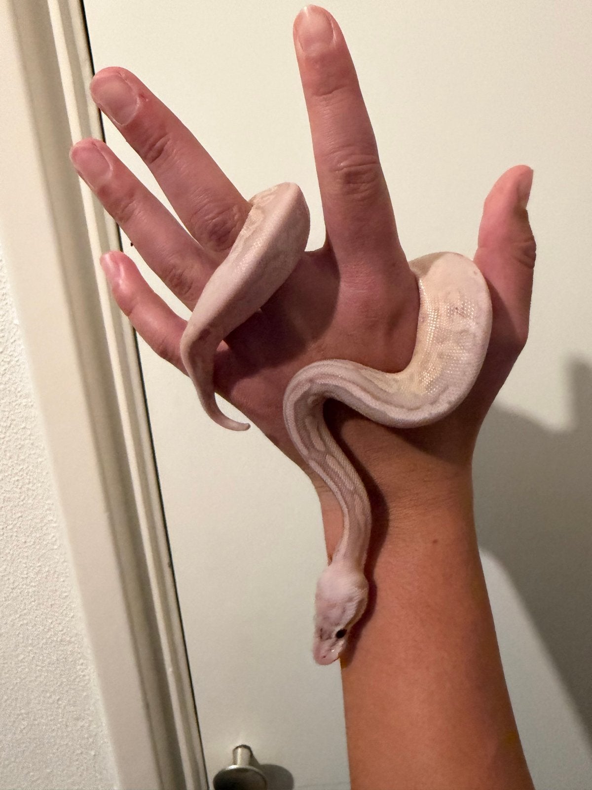 1.0  Ballpython /  Regius Ball Python photo 2