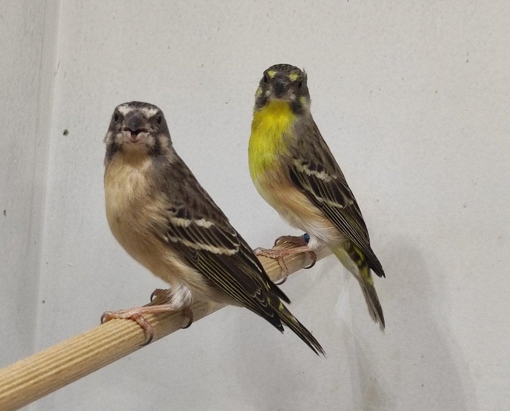 Citroenborst edelzangers, Crithagra citrinipectus, Meerdere dieren, Tropenvogel