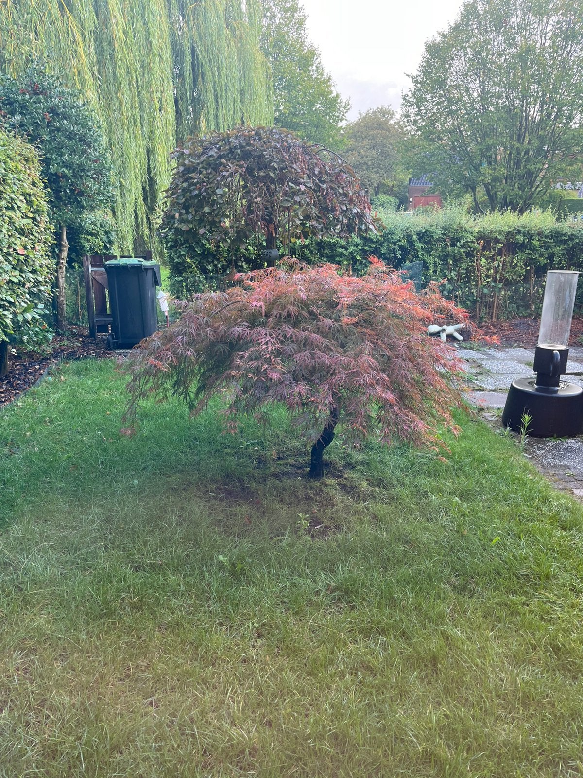 Japanse esdoorn, Tuin en Terras, Ophalen, Halfschaduw, Overige soorten, Lente
