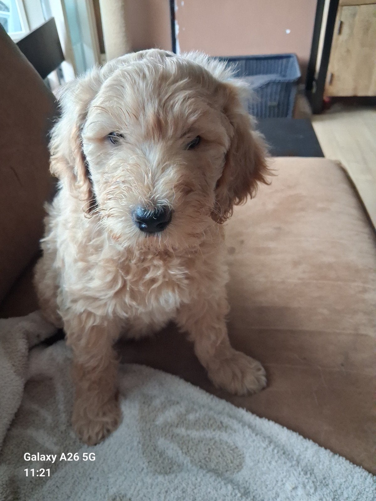Hele knappe labradoodle puppy's , Stitch en Lilo, Parvo, 8 tot 15 weken, Meerdere, Meerdere dieren