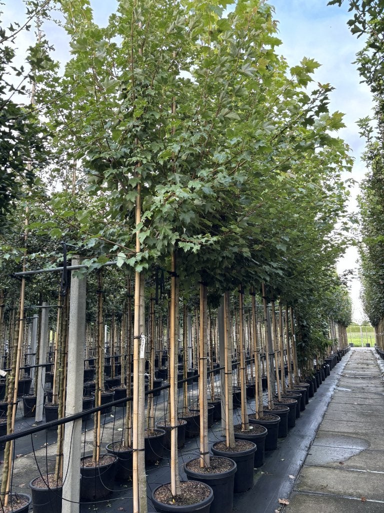 Acer rubrum ‘Red Sunset’ – Rode esdoorn 10/12 & 12/14, Tuin en Terras, In pot, Bloeit niet, Halfschaduw, 250 tot 400 cm