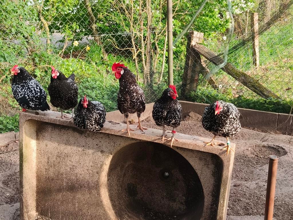 Zeldzame Ancona kriel, broedeieren, Dieren en Toebehoren, Pluimvee, Geslacht onbekend, Kip