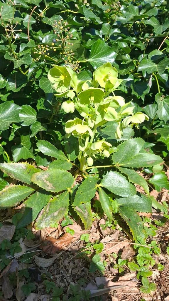Helleborus Argutifolius grote jonge plant, Ophalen, Overige soorten, Minder dan 100 cm