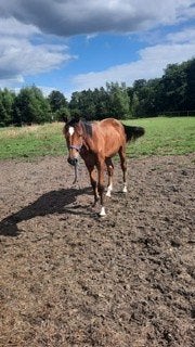 2 Jaarlingen met goede afstamming merrie en hengst, Dieren en Toebehoren, Paarden, Springpaard, Met stamboom, 0 tot 2 jaar, Onbeleerd