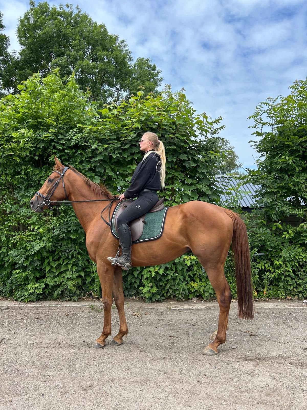 Jonge ruin | 4 jaar | 165 cm | Betrouwbaar & vriendelijk, Dieren en Toebehoren, Paarden, Gechipt, B, Ruin, 3 tot 6 jaar