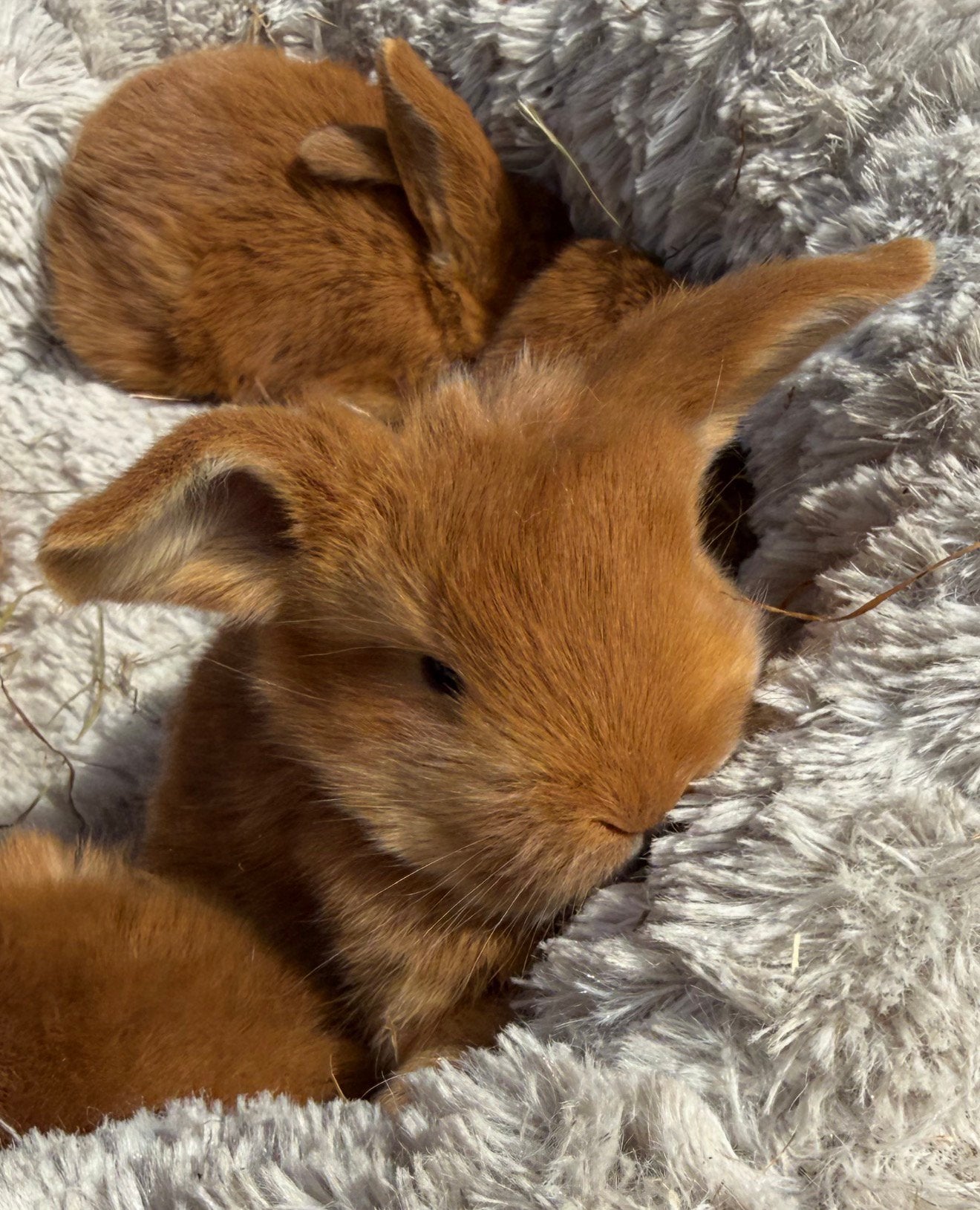 Franse hangoren, Juli, Meerdere dieren, Overige typen, Tam