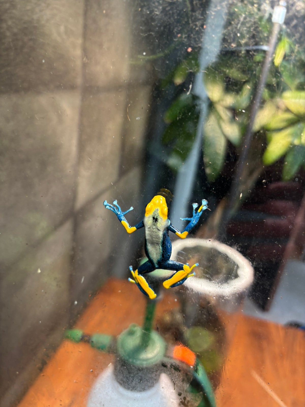 Pijlgifkikker Frog photo 5