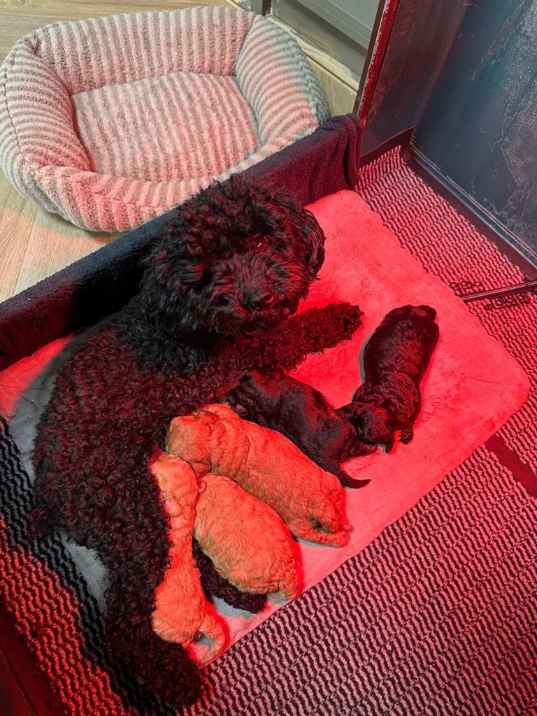 toy poedel pups 25 mei mogen naar een nieuw huisje, Dieren en Toebehoren, Poedel, Parvo, 8 tot 15 weken, Meerdere