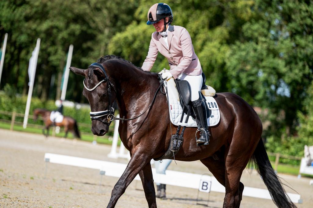 6 jarige Le Formidable ruin, Dieren en Toebehoren, Paarden, Ruin, Dressuurpaard, 3 tot 6 jaar