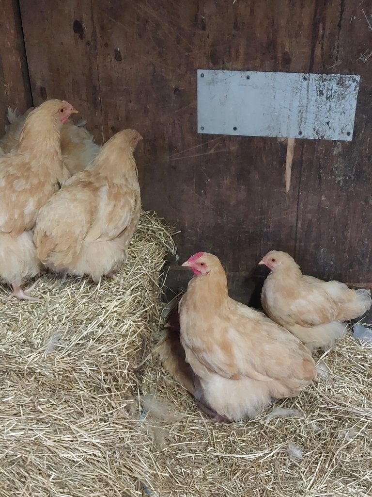 Orpington buff jonge kippen, Dieren en Toebehoren, Pluimvee, Meerdere dieren, Kip