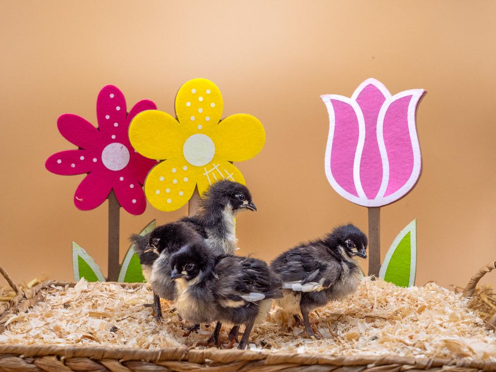 Jonge tamme Australorp kuikens gesekst en ingeënt, Meerdere dieren, Kip