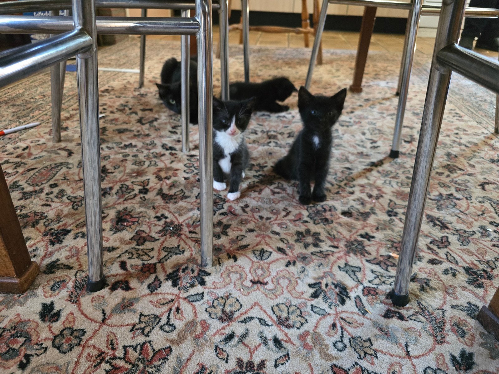 Lieve kittens