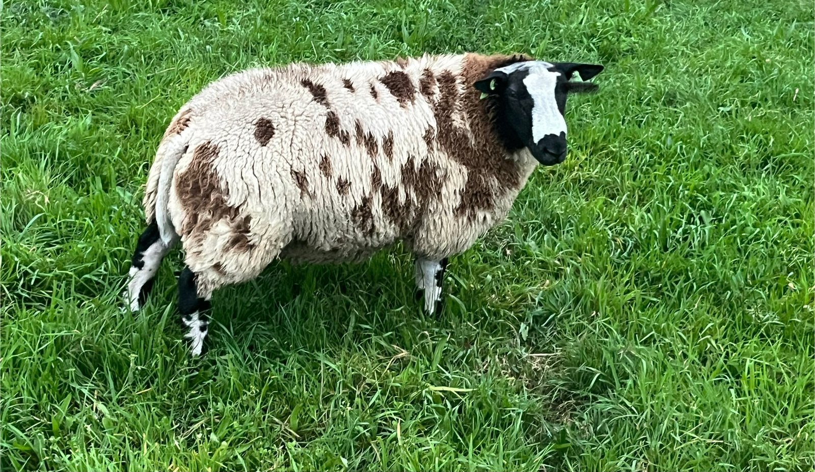 Bonte dekrammen te huur, Dieren en Toebehoren, Mannelijk, Schaap, 0 tot 2 jaar