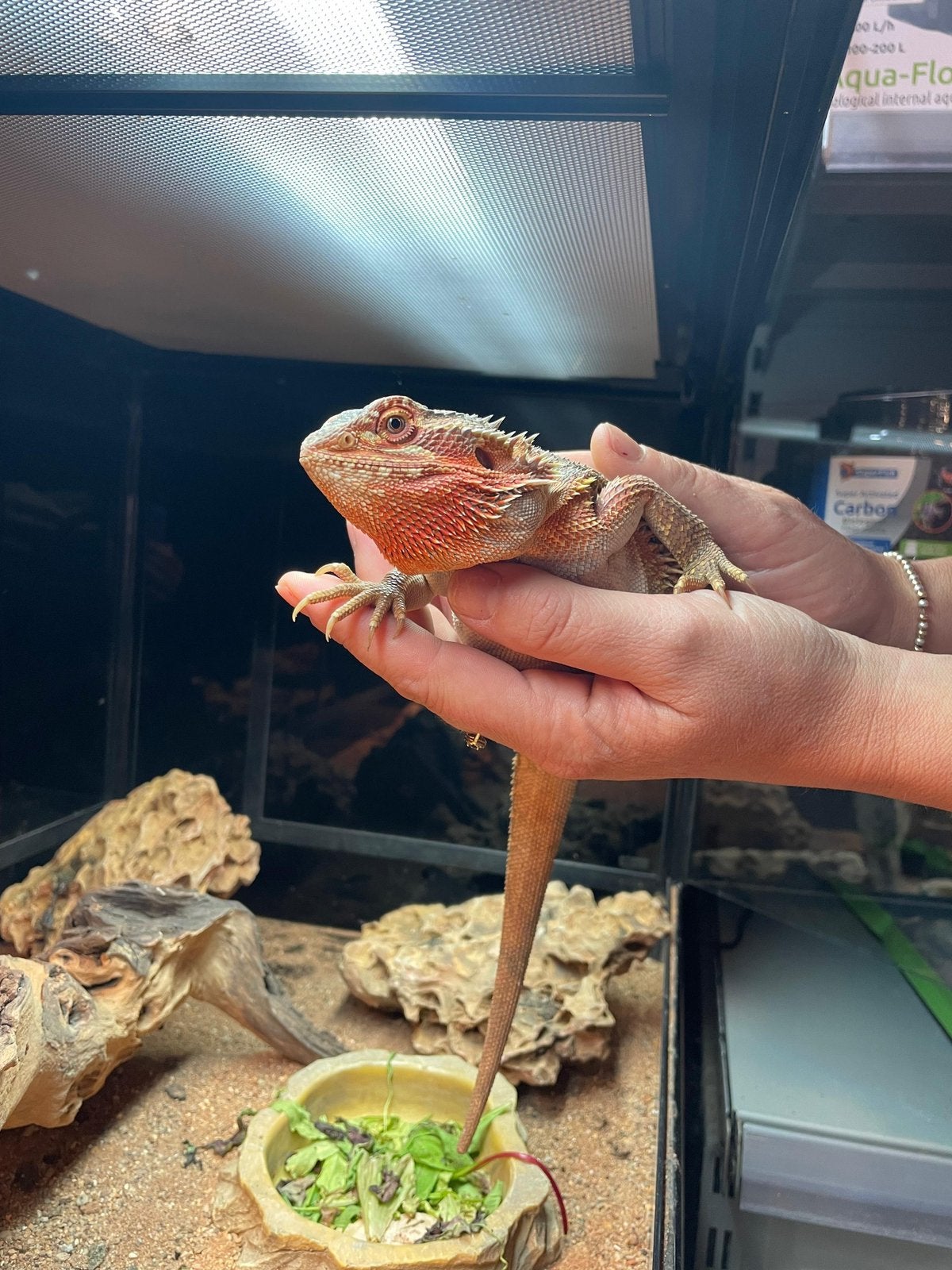 Baardagaam (Pogona vitticeps) Bearded Dragon photo 3
