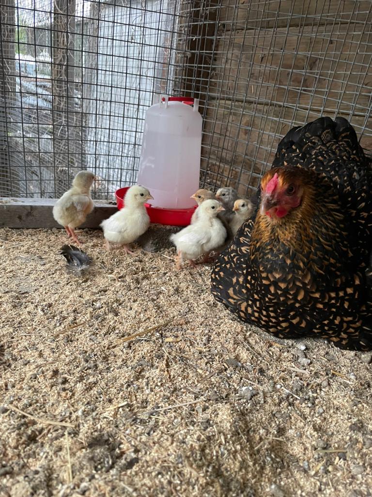 Wijnedotte kuikens Wegens beëindiging hobby, Meerdere dieren, Kip