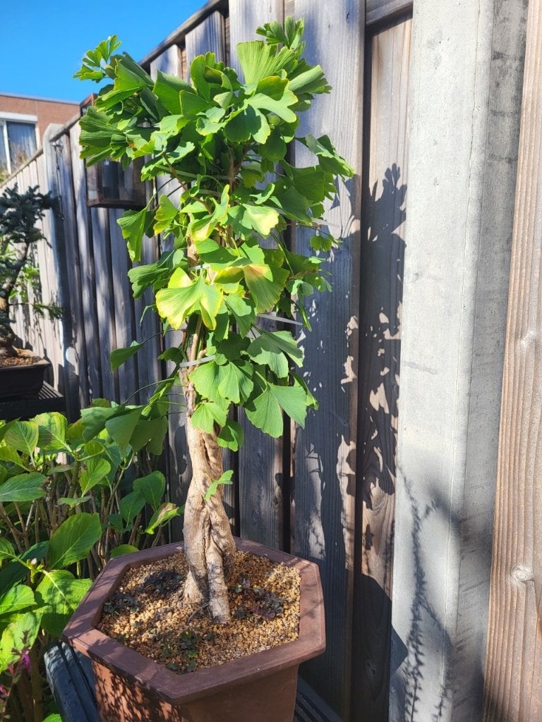 Ginkgo biloba, Ophalen of Verzenden, Bloeit niet, Overige soorten, Volle zon