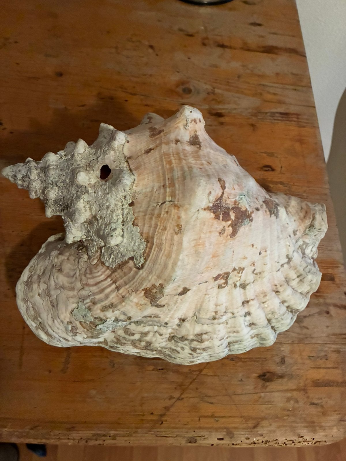 Schelp, Ophalen of Verzenden, Zo goed als nieuw, Rechthoekig