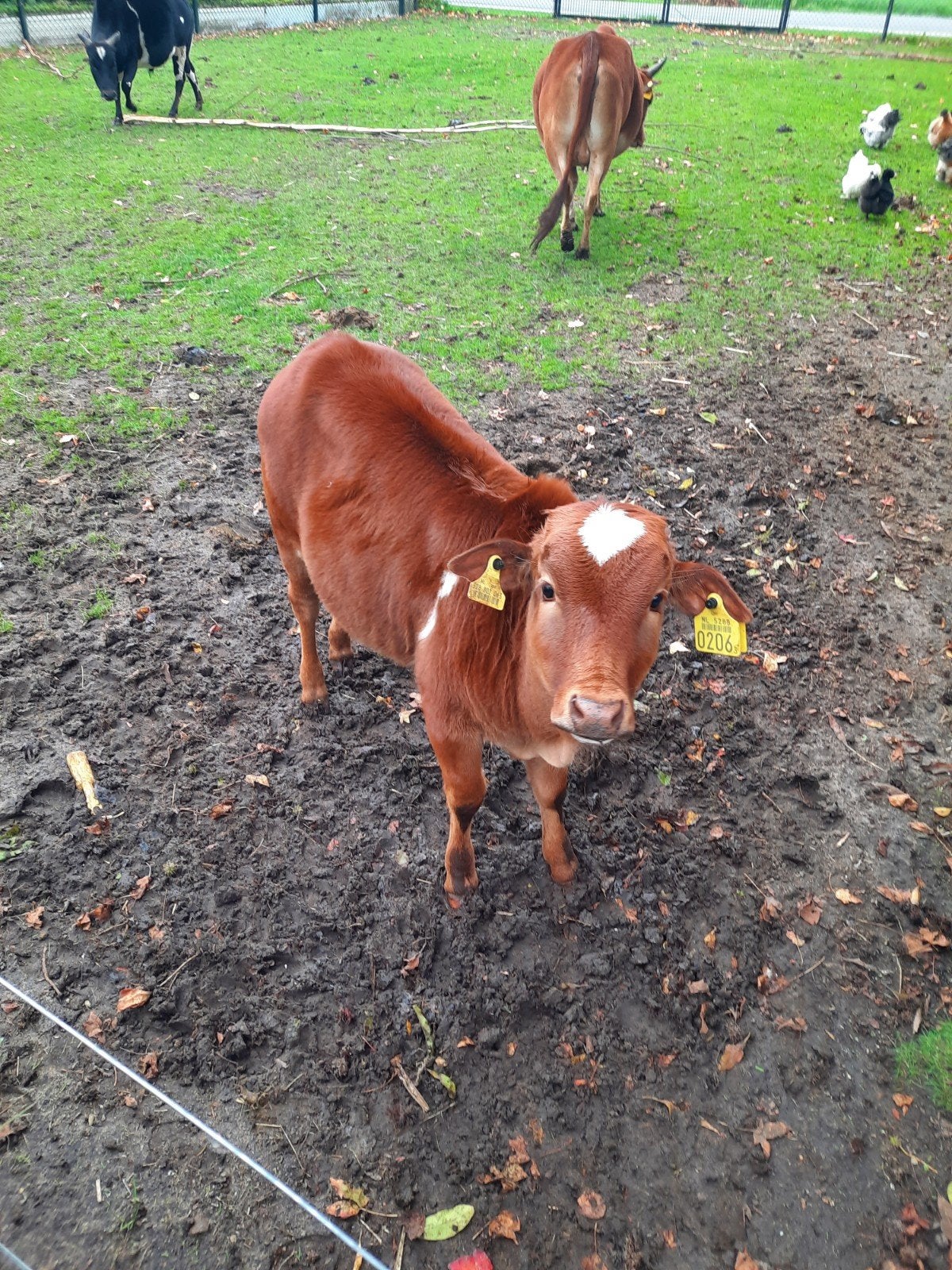 mini zeboe stier kalfje Rico zoekt een nieuw thuis., Mannelijk, 0 tot 2 jaar