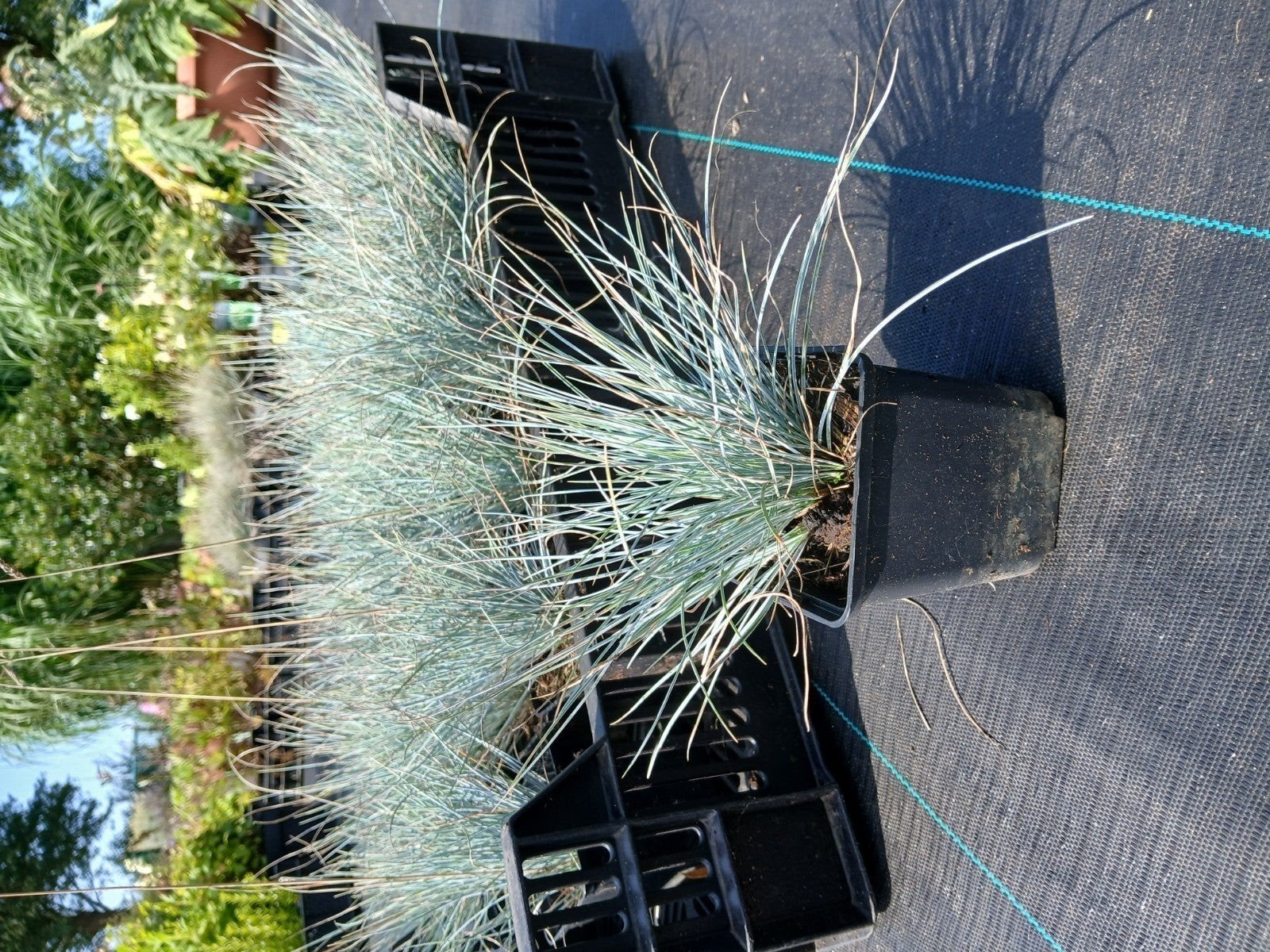Festuca Elijah Blue in P9 potten - Siergras, Tuin en Terras, Ophalen of Verzenden, Vaste plant, Siergrassen