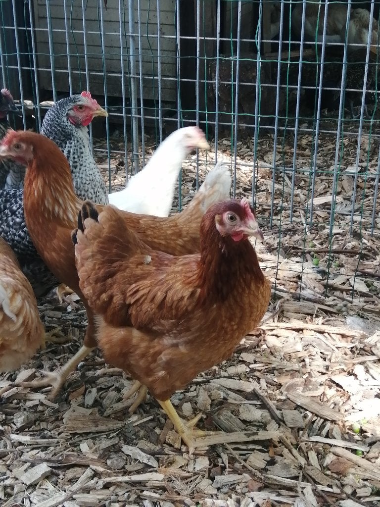 legkippen, Dieren en Toebehoren, Vrouwelijk, Kip