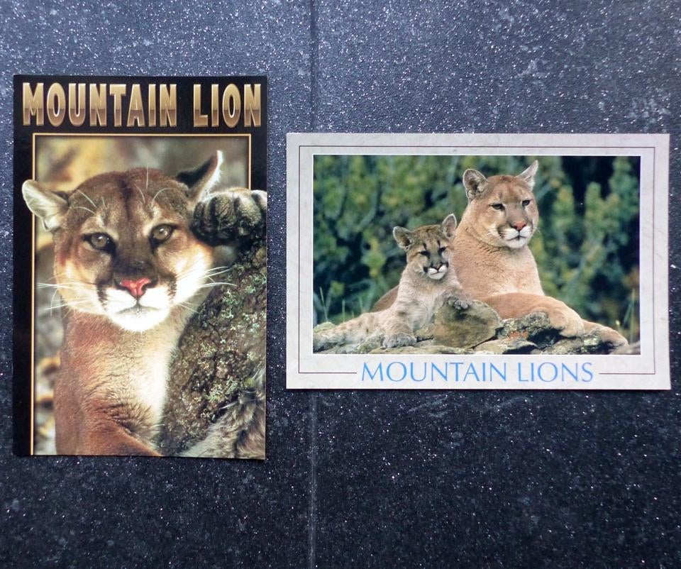 Ansichtkaarten Mountain Lions Sierra Nevada Californië poema, Verzamelen, Ophalen of Verzenden, 1980 tot heden, Ongelopen, Buiten Europa
