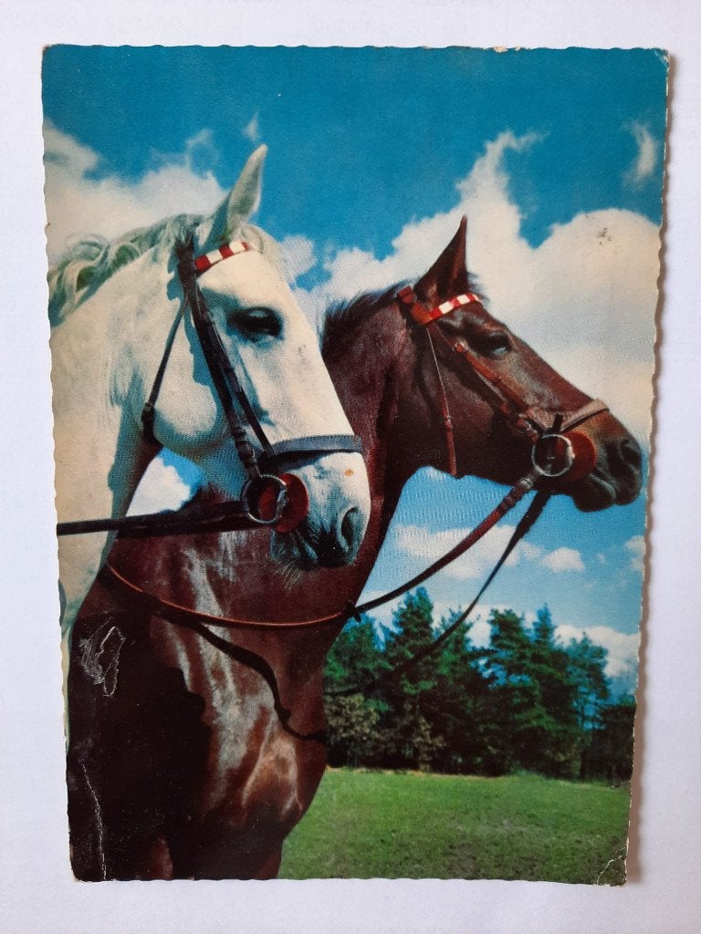 ansichtkaart paard veulen, Ophalen, 1960 tot 1980, Gelopen, Paard