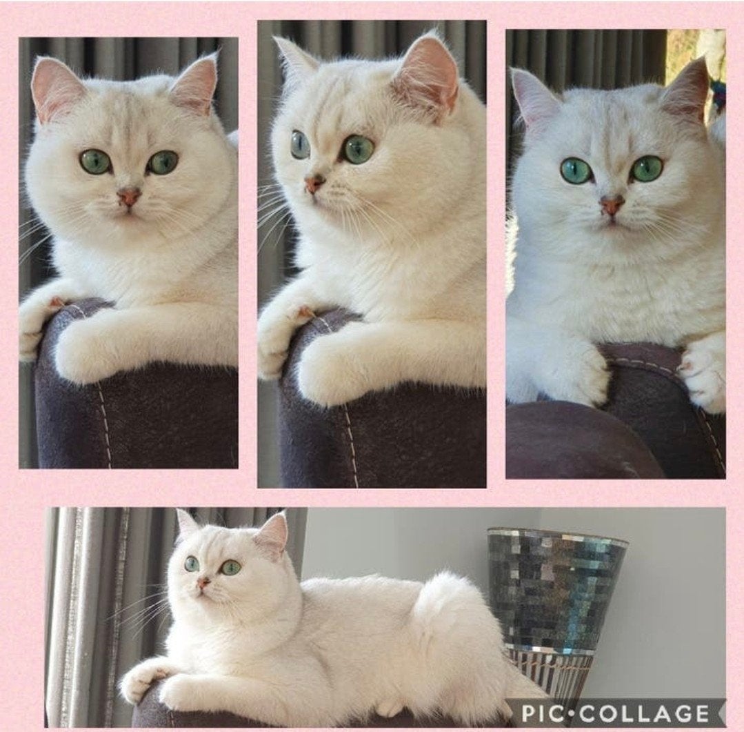 Mooie lieve Brits Korthaar poes met stamboom, Meerdere dieren