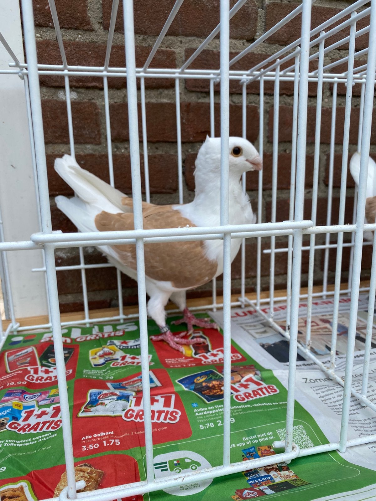 Oud hollandse meeuwen, Meerdere dieren, Overige soorten