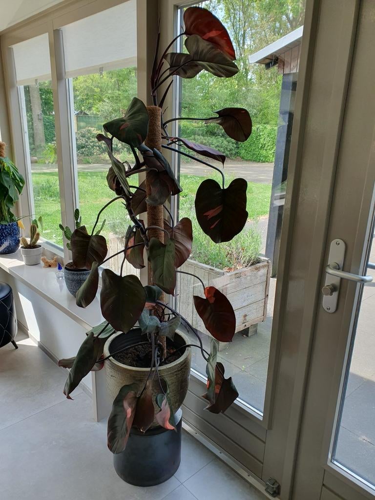 Philodendron Pink Princess met pot, Ophalen, 100 tot 150 cm, Overige soorten, Halfschaduw