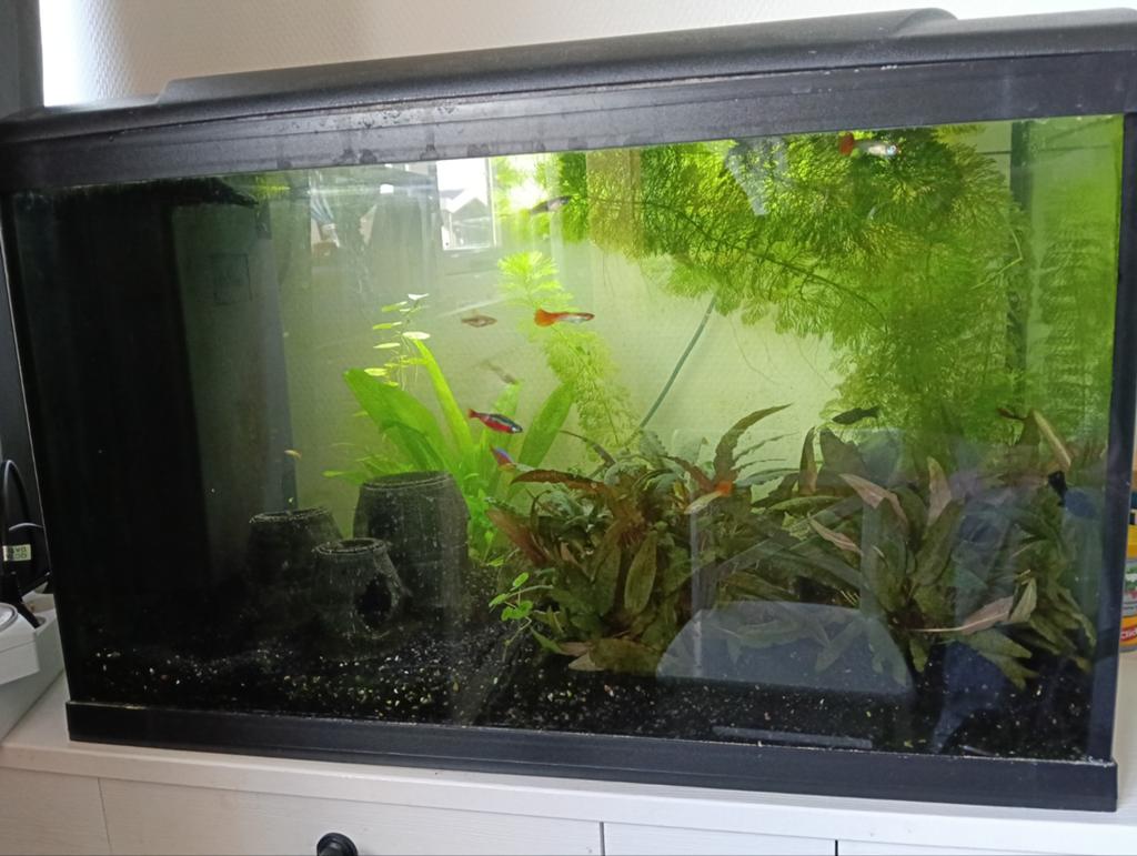 HS aqua aquarium tropisch 60 liter compleet starter, Dieren en Toebehoren, Vissen | Aquariumvissen, Zoetwatervis, Vis