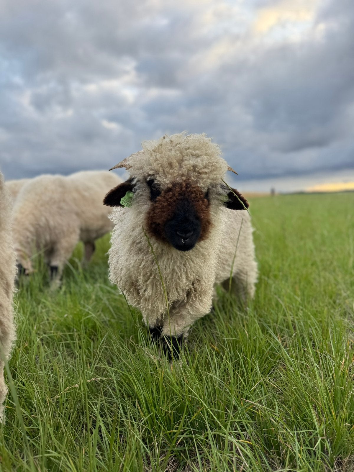 walliser schwarznase ram, Dieren en Toebehoren, Schapen, Geiten en Varkens, Mannelijk, Schaap, 0 tot 2 jaar