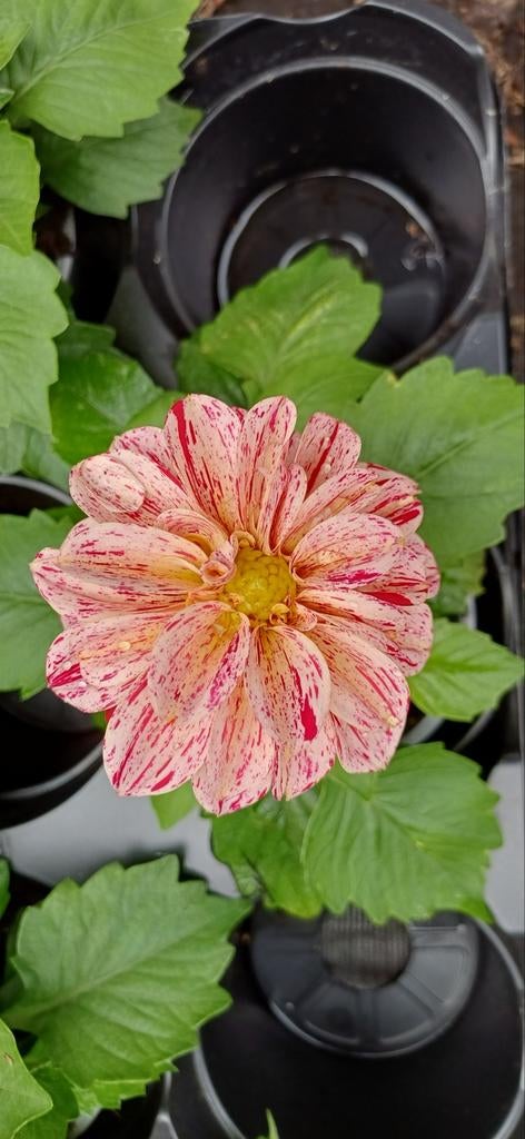 Perkplanten, Tuin en Terras, Ophalen, Overige soorten, Halfschaduw