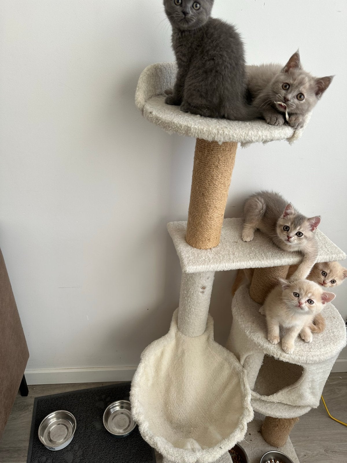 Britse korthaar kitten, Meerdere dieren
