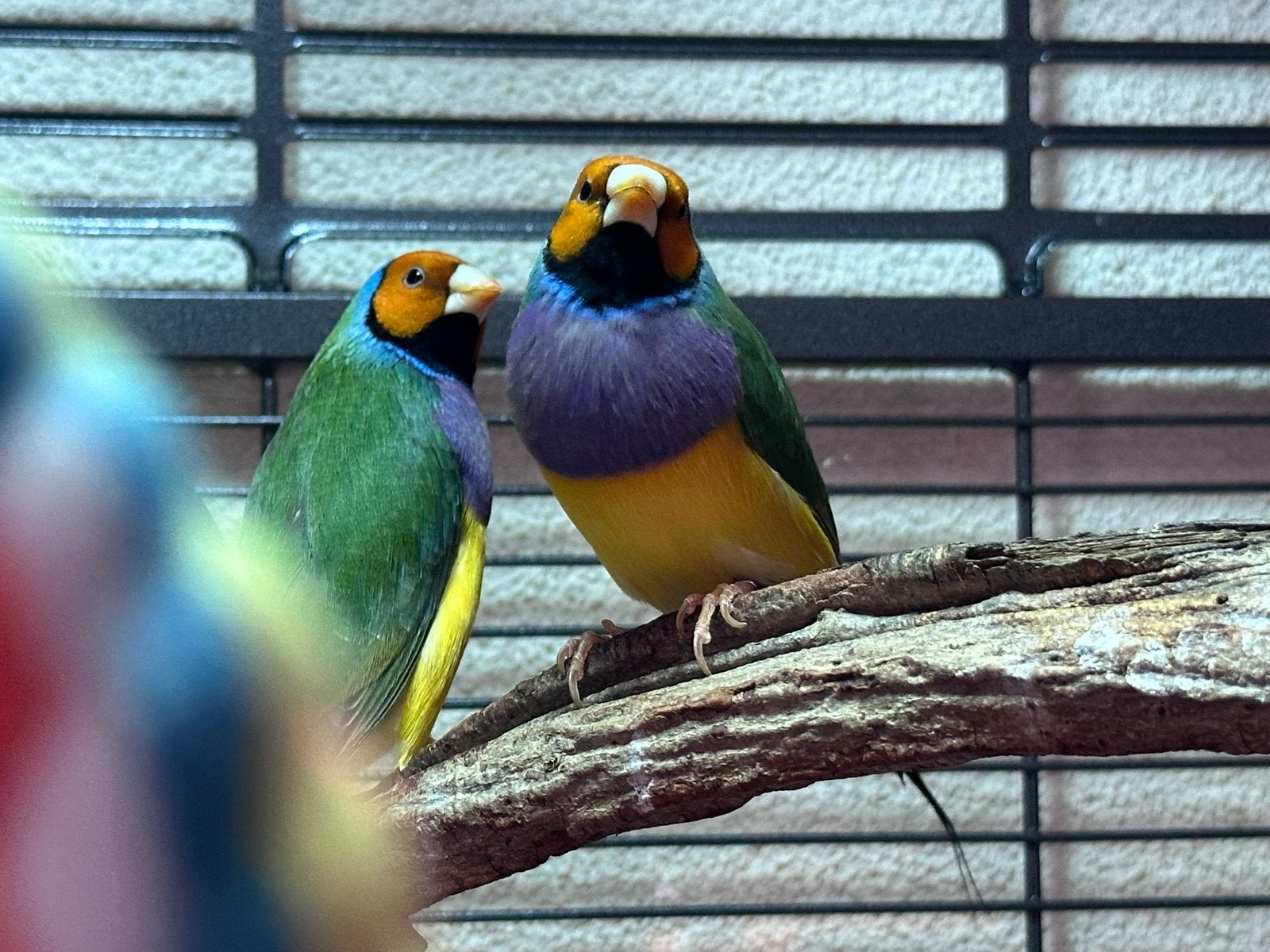 Gouldamadines, Meerdere dieren