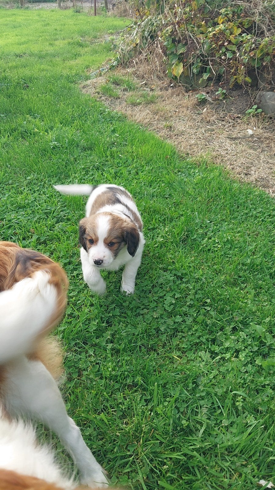 Kruising kooiker x friese stabij  pups mag  nest verlaten, 8 tot 15 weken, CDV (hondenziekte), Meerdere dieren, Eén hond