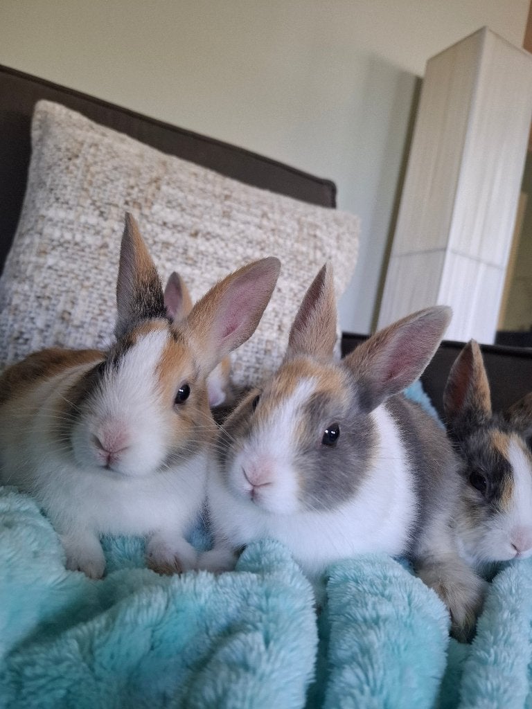 Nog 1 konijntje, mag 17 juni nest verlaten, Dieren en Toebehoren, Konijnen, Mannelijk, Dwerg