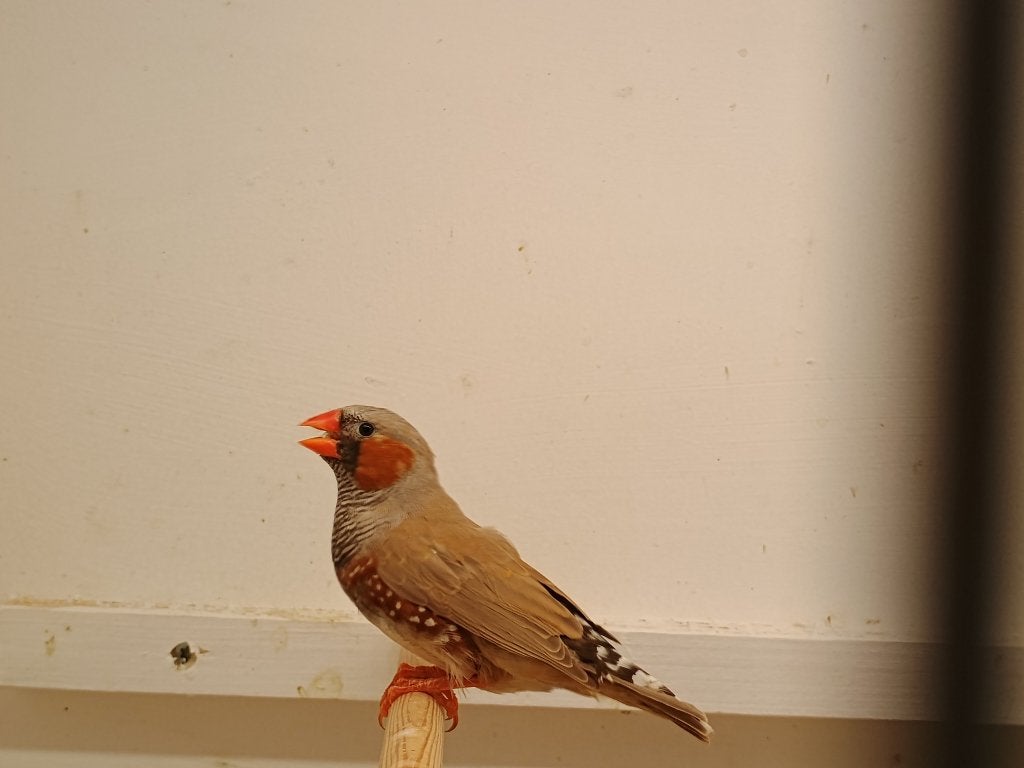 Prachtige zebravinken, Meerdere dieren, Tropenvogel, Geringd