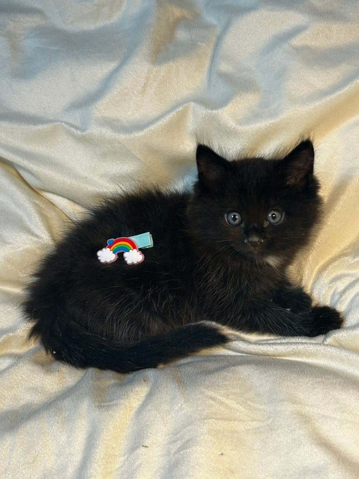 5 schattige Mainecoon X Birmaan kittens!, Meerdere dieren