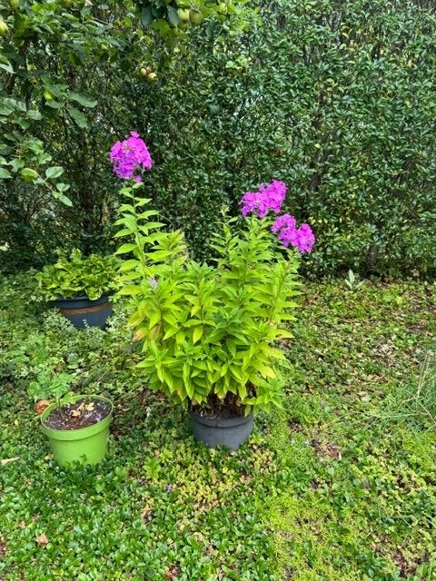 warm roze phlox in pot, Tuin en Terras, Planten | Tuinplanten, Volle zon, Vaste plant, Zomer, Ophalen