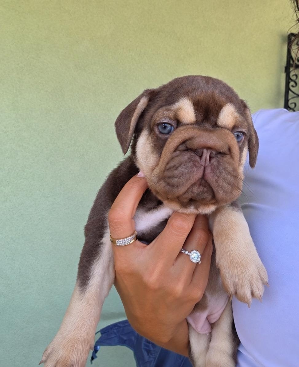 Foto 6 van Big Rope Franse bulldog teef in de prachtige kleur Rojo tan