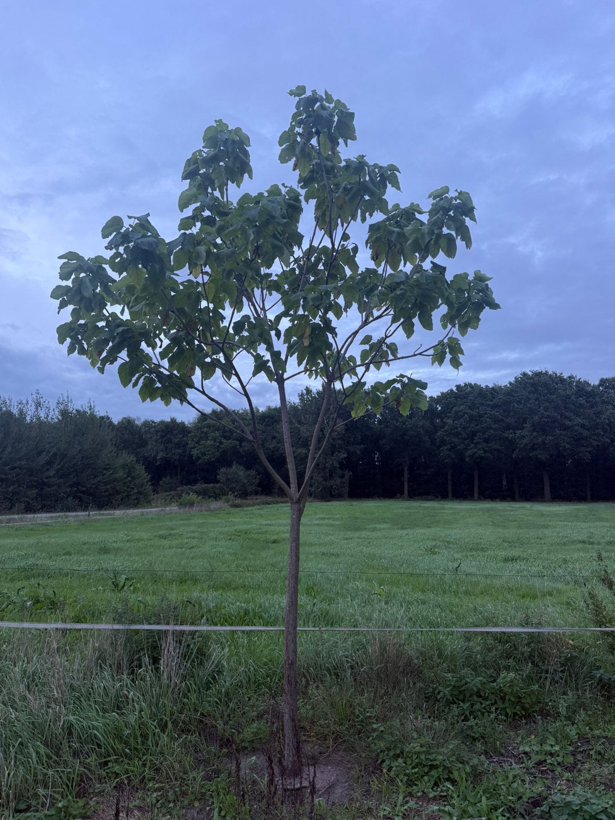 trompetbomen te koop, Tuin en Terras, Ophalen, Volle zon, Overige soorten