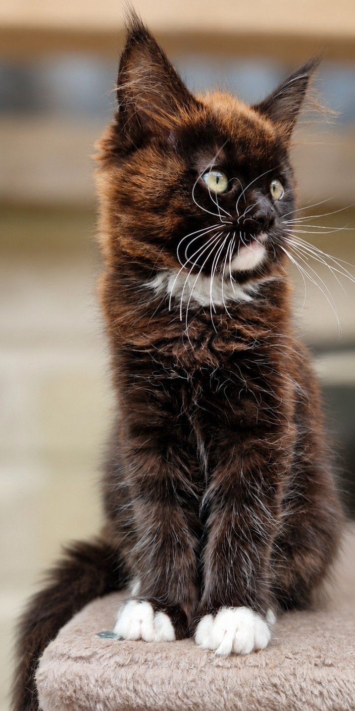 Maine Coon kitten poesje,13week oud. Mag verhuizen, Dieren en Toebehoren, Meerdere dieren, Ontwormd, 0 tot 2 jaar