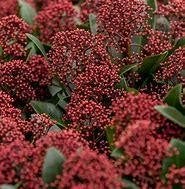 Skimmia jap. Rubella in diverse maten potkweek, Ophalen, Overige soorten, Halfschaduw