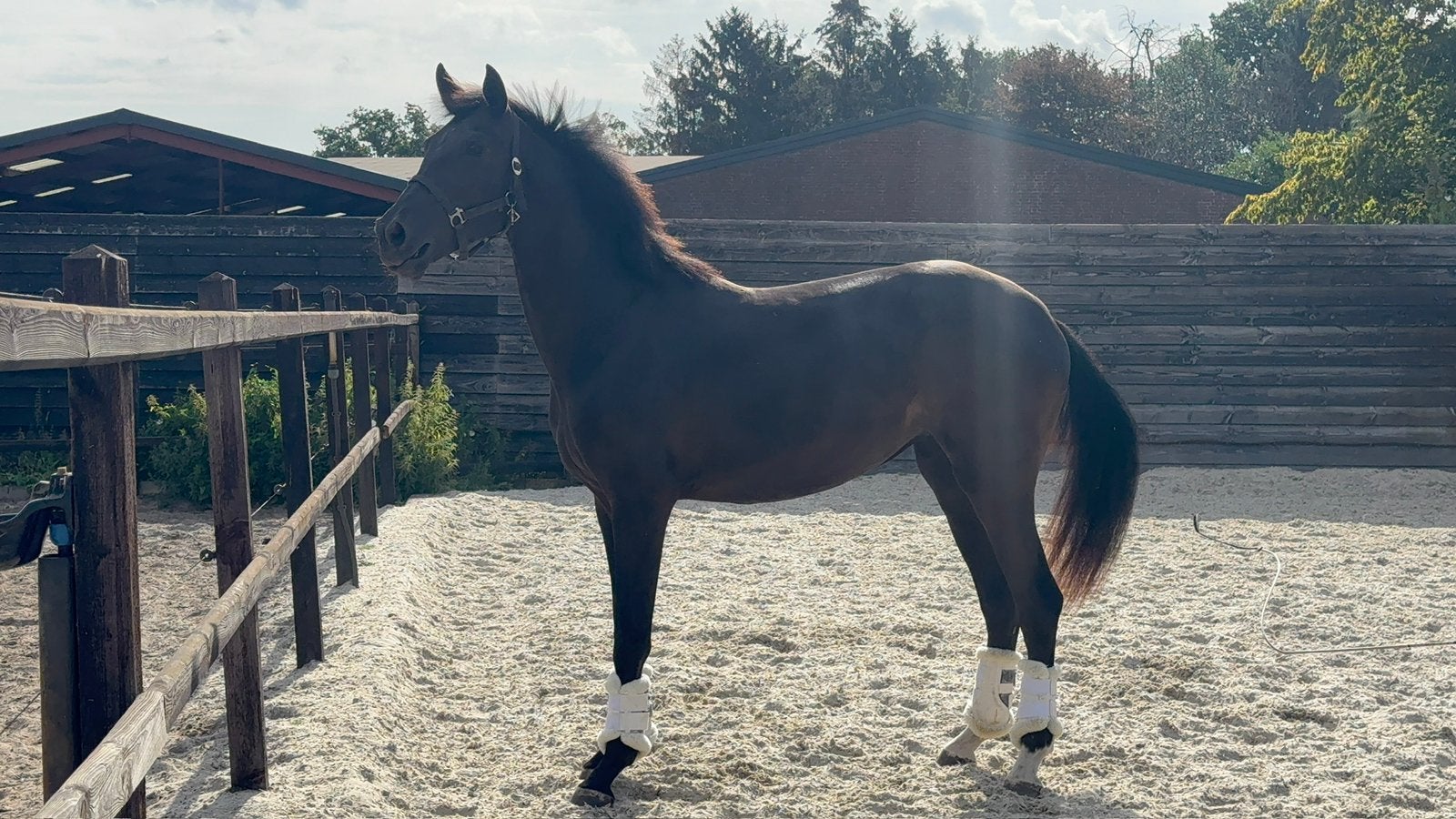 Knappe, talentvolle 2,5 jarige merrie, Dieren en Toebehoren, Paarden, Merrie, Dressuurpaard, 3 tot 6 jaar