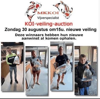 Koi 1000 stuks, Dieren en Toebehoren, Vissen | Vijvervissen, Karper of Koi